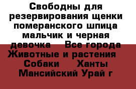 Свободны для резервирования щенки померанского шпица мальчик и черная девочка  - Все города Животные и растения » Собаки   . Ханты-Мансийский,Урай г.